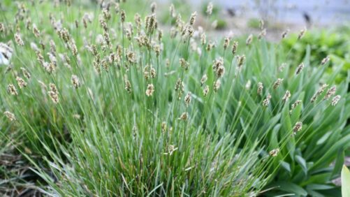 Intrinsic Perennial Gardens Debuts New Sesleria Variety