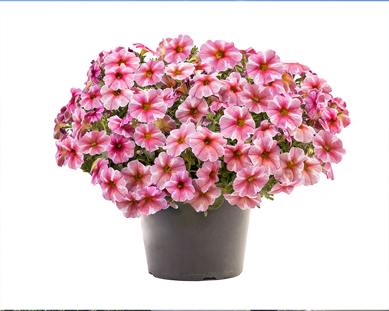 SuperCal® Premium Pink Star
