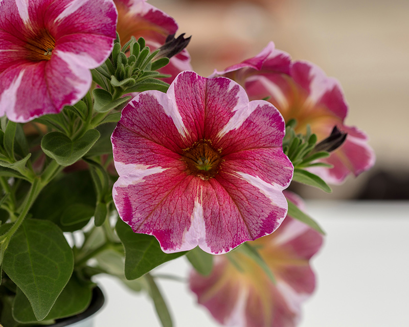SuperCal® Premium Pink Star