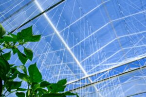 Diamond is an energy screen that combines increased transparency for PAR light with the energy-saving and moisture-transportation properties of traditional screens.