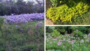 Why Aggressive Does Not Mean Invasive in Native Plants