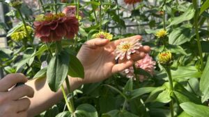 This Partnership Is Breeding Disease-Resistant Zinnias