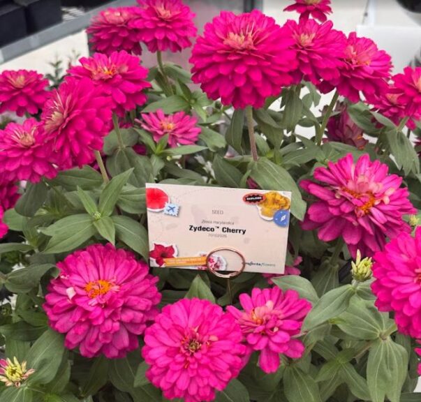 Zinnia Zydeco Cherry (Syngenta Flowers)