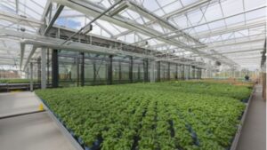 How to Select the Best Glazing for Your Greenhouse Operation