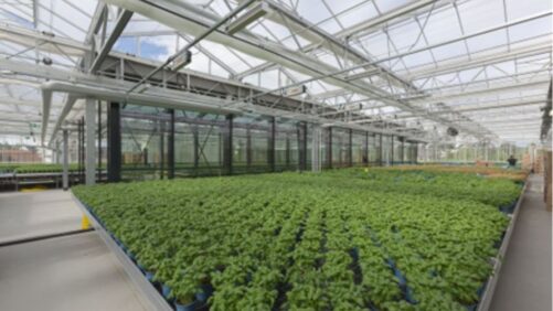 How to Select the Best Glazing for Your Greenhouse Operation