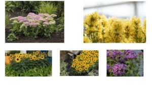 Presenting the 2026 Industry’s Choice Award Finalists for Best New Variety