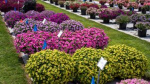 Penn State Celebrates 90 Years of Flower Trials