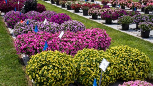 Penn State Celebrates 90 Years of Flower Trials