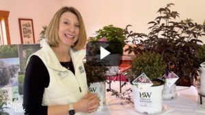 Two New Standout Shrubs for 2027 from Proven Winners