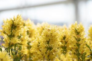 Agastache ‘Honeysticks Gold’ (Dümmen Orange)