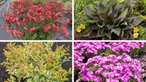Bloomin’ Easy Releases 11 New Perennials and Shrubs for 2027