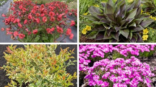 Bloomin’ Easy Releases 11 New Perennials and Shrubs for 2027