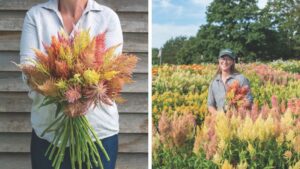 Celosia ‘Shimmer’ from Johnny’s Selected Seeds Named 2026 Fresh Cut Flower of the Year