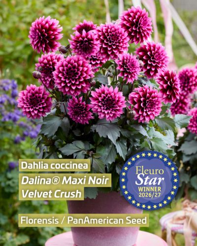 FleuroStar Winner Dahlia Dalina Maxi Noir Velvet Crush.