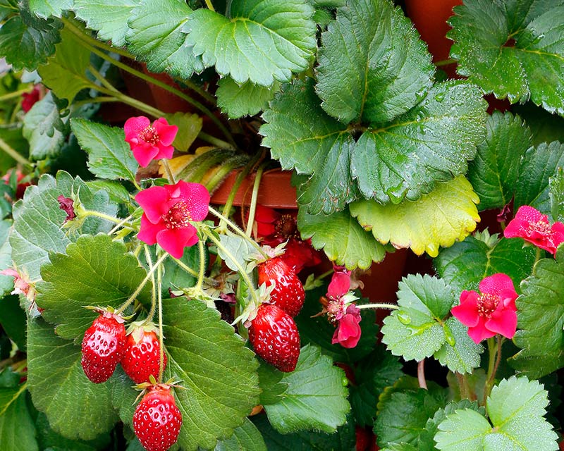 Fragaria Pretty, Tasty Ruby