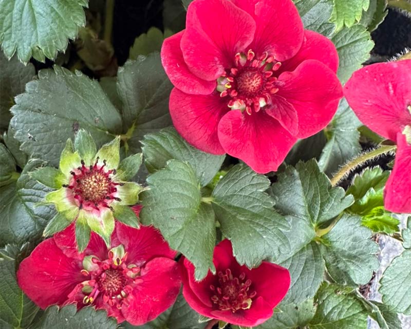 Fragaria Pretty, Tasty Ruby