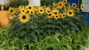 Helianthus ‘Always Sunny Gold’ (PanAmerican Seed)