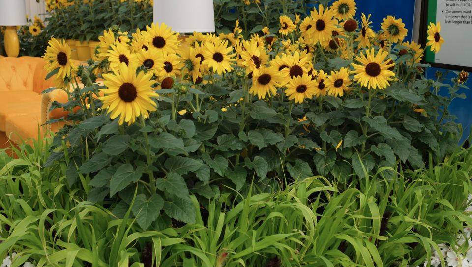 Helianthus ‘Always Sunny Gold’ (PanAmerican Seed)