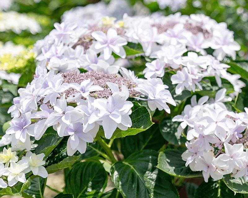 Hydrangea Blast from the Pastel