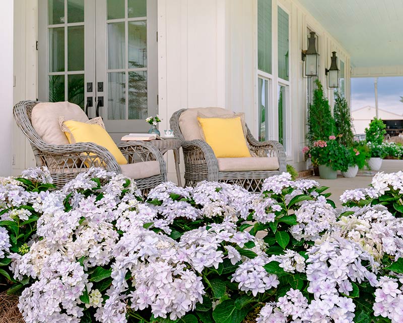 Hydrangea Blast from the Pastel