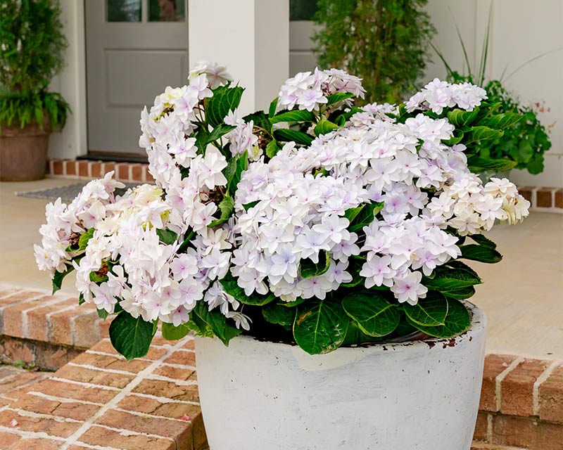 Hydrangea Blast from the Pastel