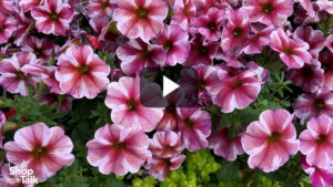 Videos from CAST 2026: SuperCal Pink Star and Profusion Double Orange at Sakata