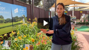 Videos from CAST 2026: A Rust-Resistant Daylily Series at Darwin Perennials