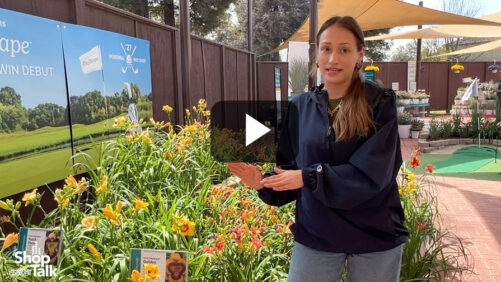 Videos from CAST 2026: A Rust-Resistant Daylily Series at Darwin Perennials