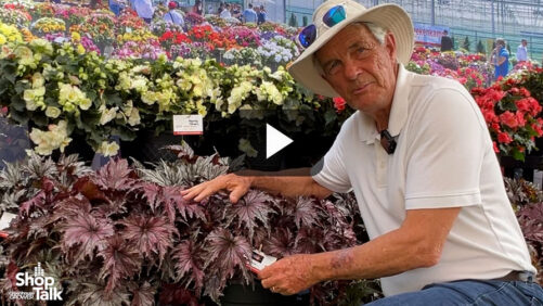 Videos from CAST 2026: Meet Spacestars Leda Rex Begonia at Beekenkamp