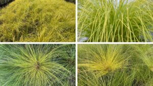 Intrinsic Perennial Gardens Debuts New Prairie Dropseed Variety