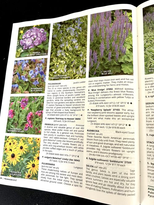Mail-order catalogs played an early role in sparking my interest in plants. This White Flower Farm catalog from Litchfield, CT, is like the one that first drew me into the world of ornamental annuals and perennials.