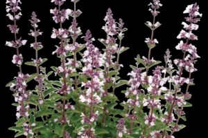 Serene Wild Orchid