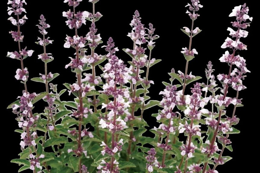 Serene Wild Orchid