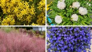 New Varieties Worth Making Room for From CAST 2026