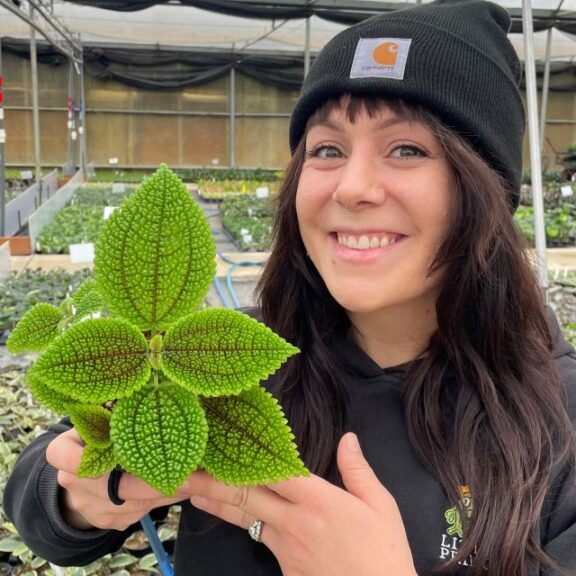 Alexa Patti, Little Prince of Oregon Nursery with Pilea mollis 'Moon Valley'
