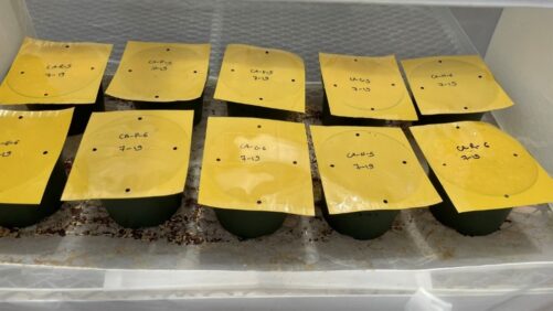 How Organic Mulches Can Reduce Short-Spined Thrips Numbers