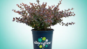 Three Long-Time Growers Join Forces to Launch WorryFree Plants