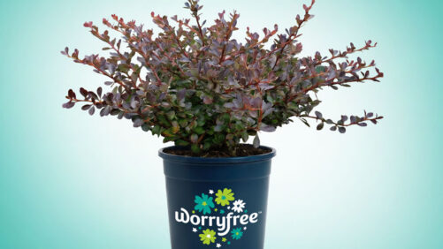 Three Long-Time Growers Join Forces to Launch WorryFree Plants