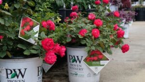 Video Spotlight: Easy Methods to Painlessly Prune Shrub Roses