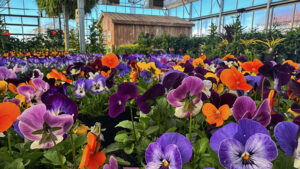 Grow Like a Rock Star: Innovation, Teamwork and Continuous Improvement at Ebert’s Greenhouse Village