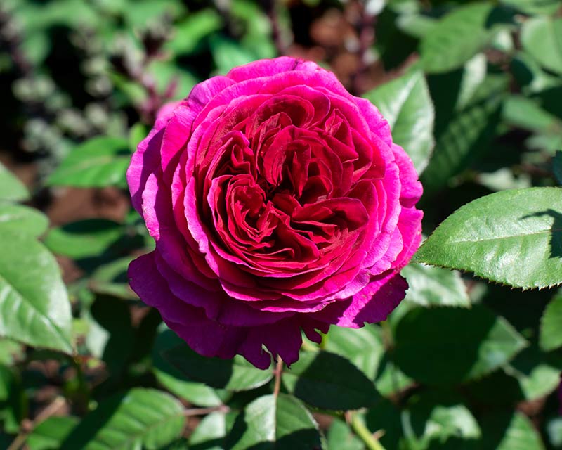 Roseberry Beret
