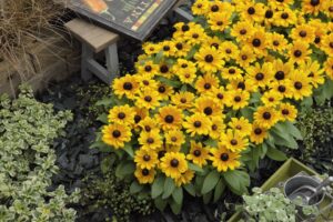 Industry’s Choice Award: Begonia Rudbeckia ‘Claire Orange’ (Takii)