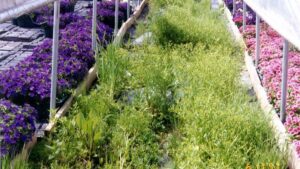 Starving Weeds Through Smarter Fertilizer Placements