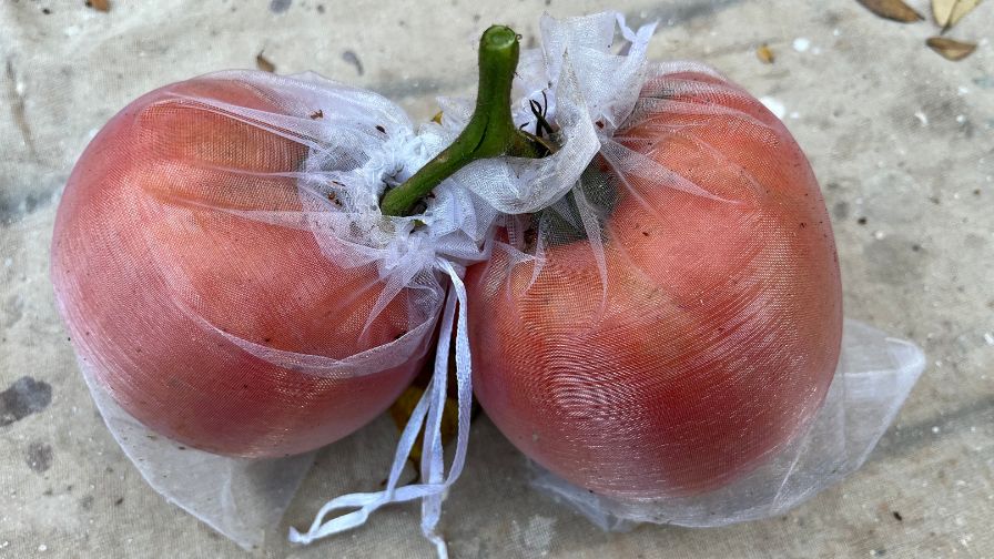 Instead of complicated cages or sprays, organza bags offer a simple, low-tech way to shield individual tomatoes as they ripen.