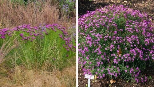Announcing the 2027 Perennial Plant of the Year
