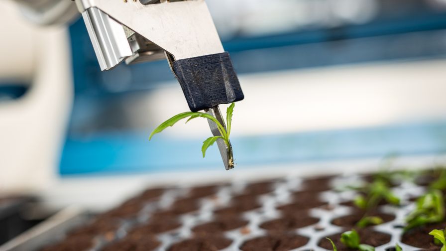 Automation can help reduce repetitive propagation tasks, including cutting sticking, while improving consistency and freeing employees for other work.