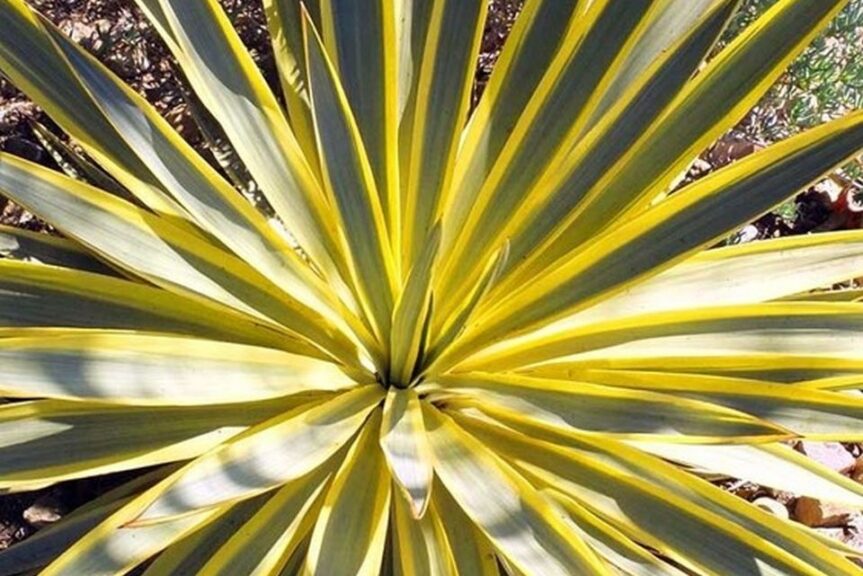 Citrus Twist Yucca