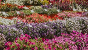 Register Now for the 2026 CSU Flower Trials Industry Evaluation Day