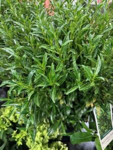 Sofia® Cherry Laurel (Concept Plants)