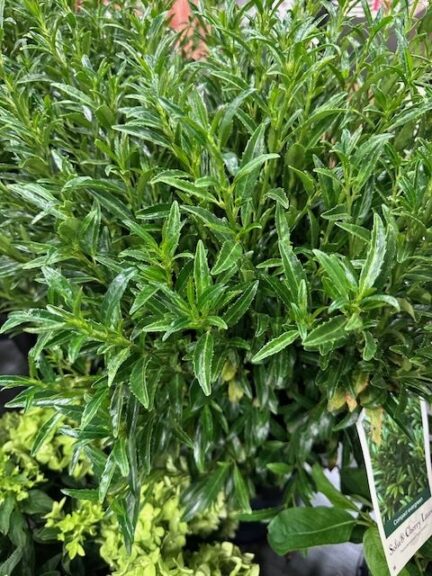 Sofia® Cherry Laurel (Concept Plants)